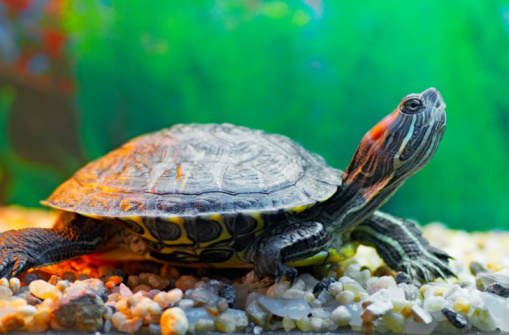 Adopter une tortue d’eau