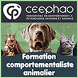 Formation de comportementaliste animalier - Devenir éducateur canin/équin, félin certifié - Enseignement de la psychologie animale/humaine (éthologie canine/féline, équine) - Cursus certifiant à Nantes | Ceephao.com - Le CEEPHAO (Centre d’Études en Éthologie, Psychologie Humaine et Animale de l’Ouest/Nantes), centre de formation professionnelle référent, depuis 1997, en formation de comportementaliste animalier (comportementaliste canin/équin et félin), ainsi qu’en enseignement de la psychologie animale et psychologie humaine (éthologie canine/féline, équine), propose sur Nantes (44 - Loire-Atlantique/Pays de la Loire) une formation certifiante de comportementaliste animalier afin de devenir un éducateur canin et un coach de la relation humain/animal certifié - Ces formations de comportementaliste animalier (canin, félin, équin) et d’éducateur canin sont à la pointe des dernières évolutions en éthologie et en psychologie - Dédiées à l’amélioration de la relation Humain/Animal, ces formations certifiantes s’adressent à tous publics souhaitant se reconvertir, se perfectionner dans un métier passion (comportementaliste canin/félin et équin, éducateur canin, formation à la communication humaine/animale, coach en psychologie, praticien en gestion des émotions humaines/animales). 
