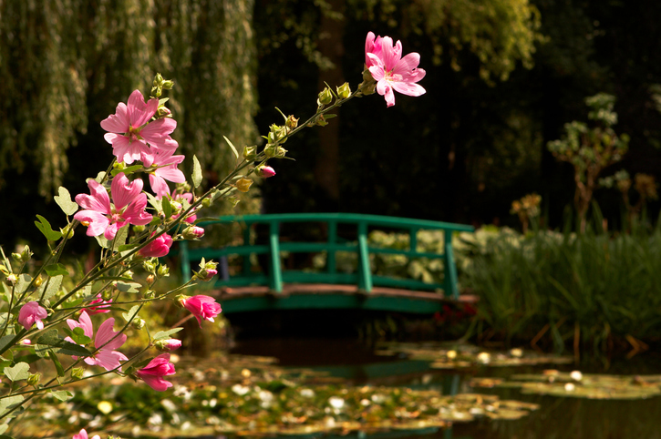 Coup de soleil à Giverny 