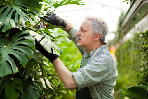 Faire une formation de jardinier