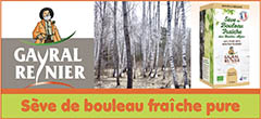 Sève de bouleau fraîche pure bio/non pasteurisée (élimination des toxines/stimulation foie/reins) - Assouplissement des articulations - Soulagement des douleurs rhumatismales | Gayralreynier.fr - Gayral-Reynier, producteur bio au cœur des Hautes Alpes de sève de bouleau bio référent (Esprit Parc National), propose depuis plus de 30 ans sa sève de bouleau fraîche pure - Cette sève de bouleau fraîche pure est non pasteurisée car récoltée directement dans la vallée du Champsaur/Parc national des Ecrins (Hautes Alpes) - Elle permet une élimination des toxines et une stimulation du foie et des reins, ainsi qu’un assouplissement des articulations/soulagement des douleurs - Cette sève de bouleau fraîche est reconnue comme un allié vitalité - Récoltée au printemps, cette sève de bouleau fraîche/bio accompagne notre renouveau après l’hiver - La sève de bouleau fraîche 100% pure doit être consommée rapidement car elle n’est pas pasteurisée 