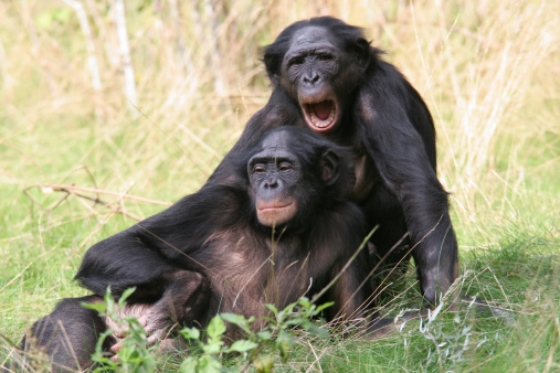 La leçon d’amour des bonobos
