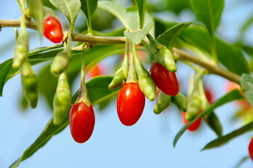 Le Goji de l’Himalaya, un anti âge confirmé