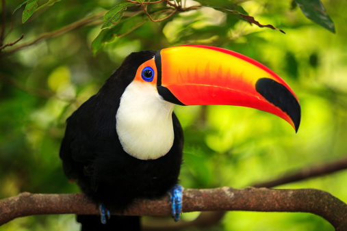 Le toucan ? 