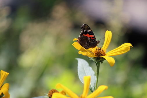 Les réflexes biodiversité pour + de santé