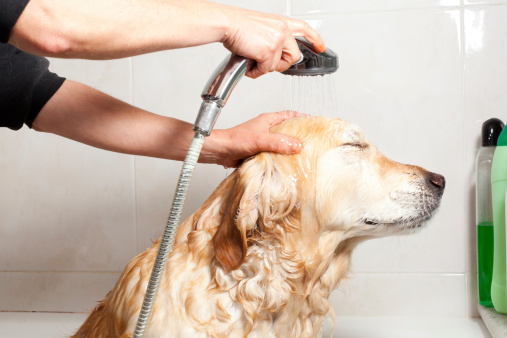 Les shampooings doux naturels pour chien fragile