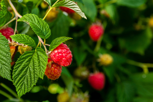 Mincir grâce à la cétone de framboise