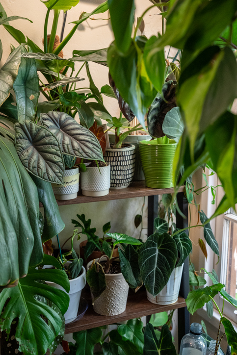 Ces plantes anti-pollution