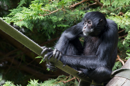 Sauver le singe araignée