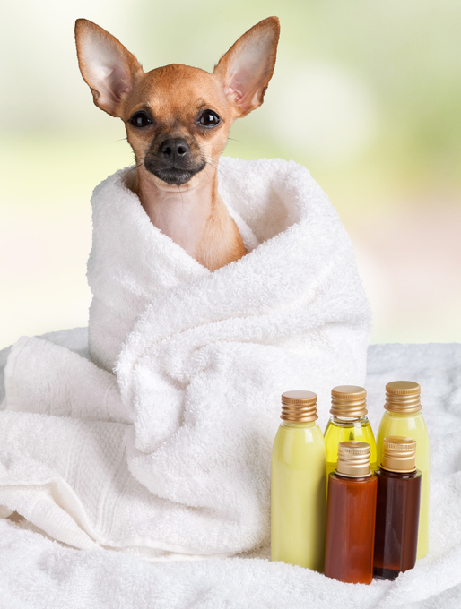 Les shampooings doux naturels pour chien fragile