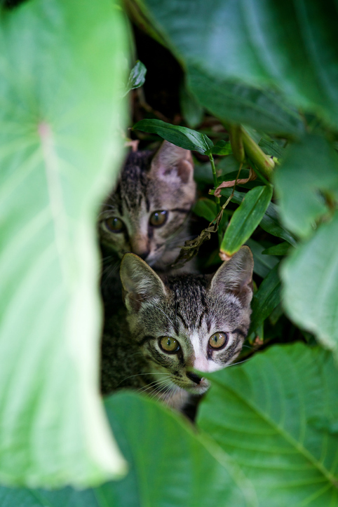 Je soigne mon animal avec la phytothérapie