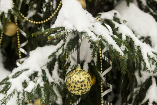 Un geste écologique ? Le sapin de Noël naturel ! 