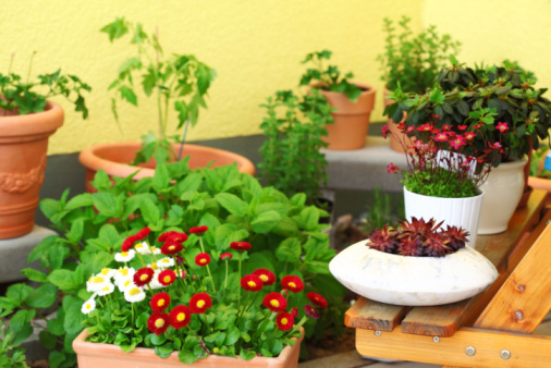 Un vrai jardin sur mon balcon !