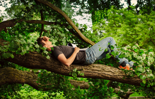 Vacances réussies dans un arbre !