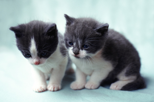 animaux-et-confort-espace-de-nos-proteges-chien-chat-cheval