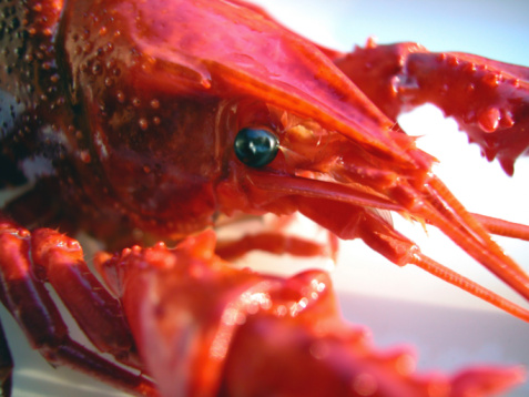 Langoustes à l’américaine